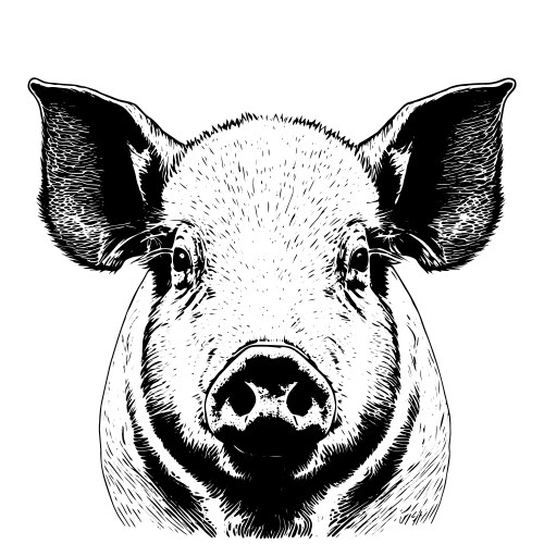 A pig face hand drawn vector image