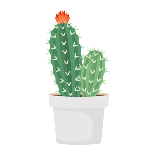 Cactus and succulent in pot domestic colorful vector image