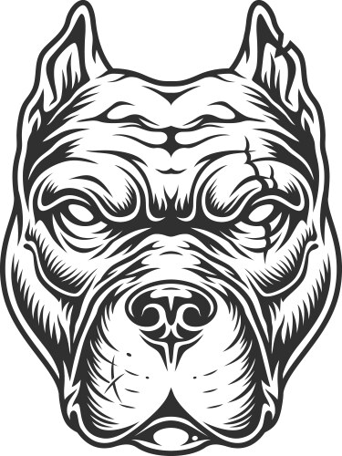 Pitbull head in black and white color style vector image