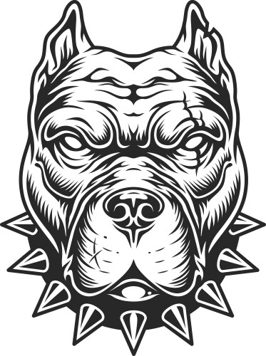 Pitbull head in black and white color style vector image