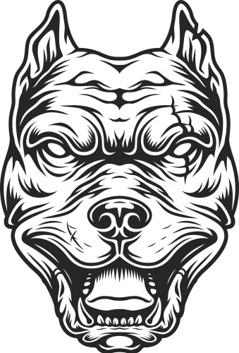 Pitbull head in black and white color style vector image