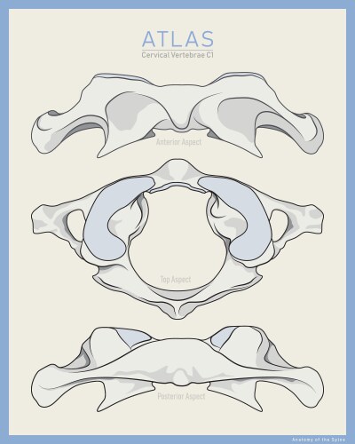 Shown here is the first cervical vertebra atlas vector image