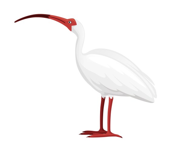 American white ibis flat cartoon animal design vector image