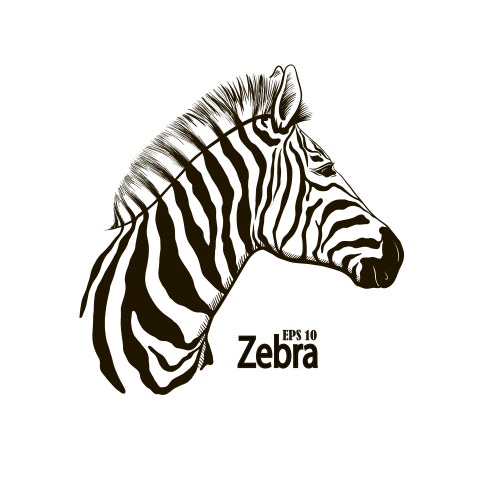 zebra beautiful animal pattern vector image