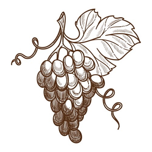 Grape bunch isolated sketch winemaking and vine vector image