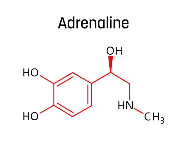 Adrenaline structural formula of molecular vector image