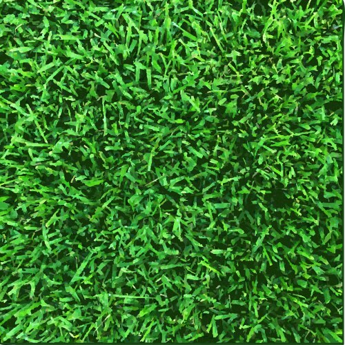 Grass texture vector image