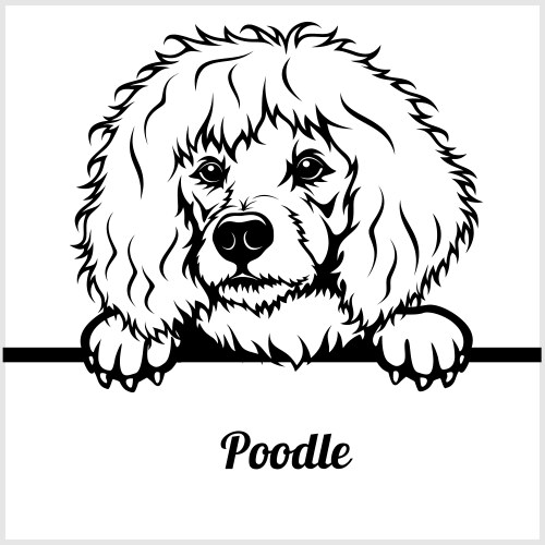 Poodle - peeking dogs breed face head isolated vector image