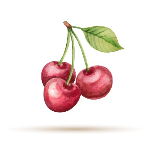 Cherry hand drawn watercolor on a white background vector image