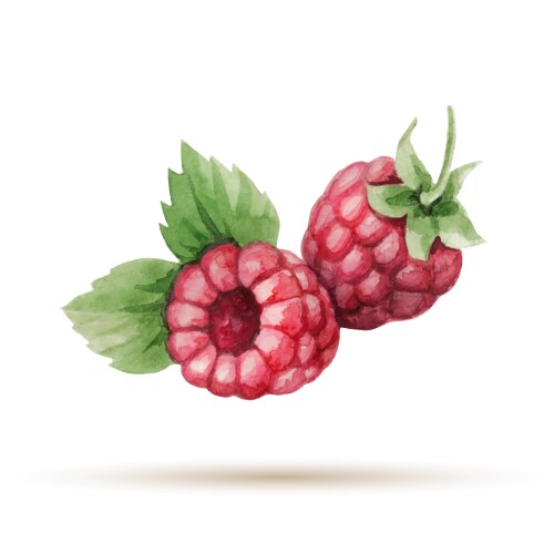 Raspberry hand drawn watercolor vector image