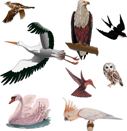 Set of birds vector image