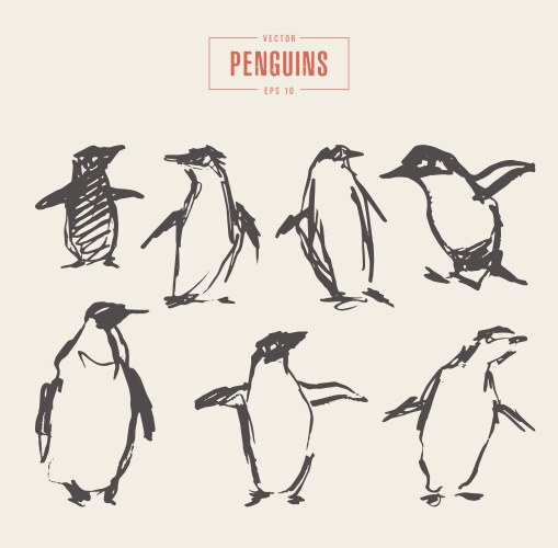 Set penguins hand drawn sketch vector image