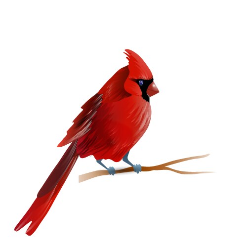 Cardinal vector image