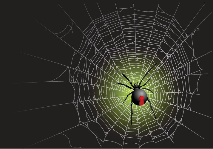 Spider web vector image