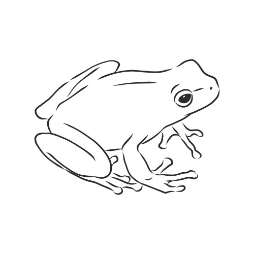 outline drawing a frog isolated on white vector image