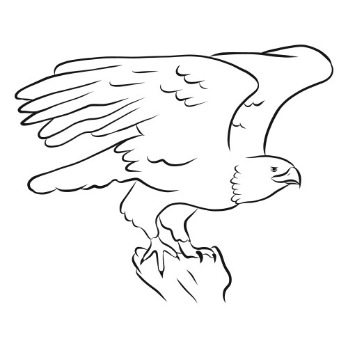 bald eagle flying sketch vector image