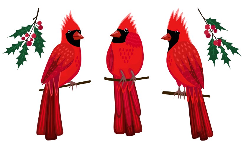 Set 3 red northern cardinal birds and holly vector image