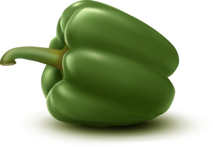 Fresh green pepper vector image