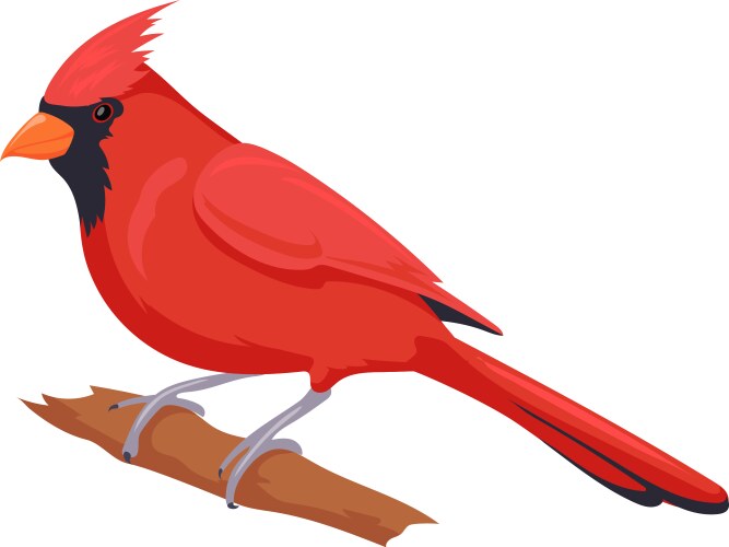 Red cardinal on tree branch wild nature fauna vector image