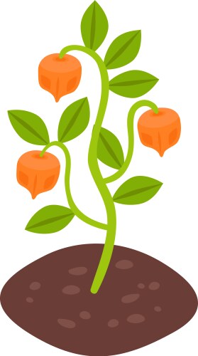 chinese lantern plant composition vector image