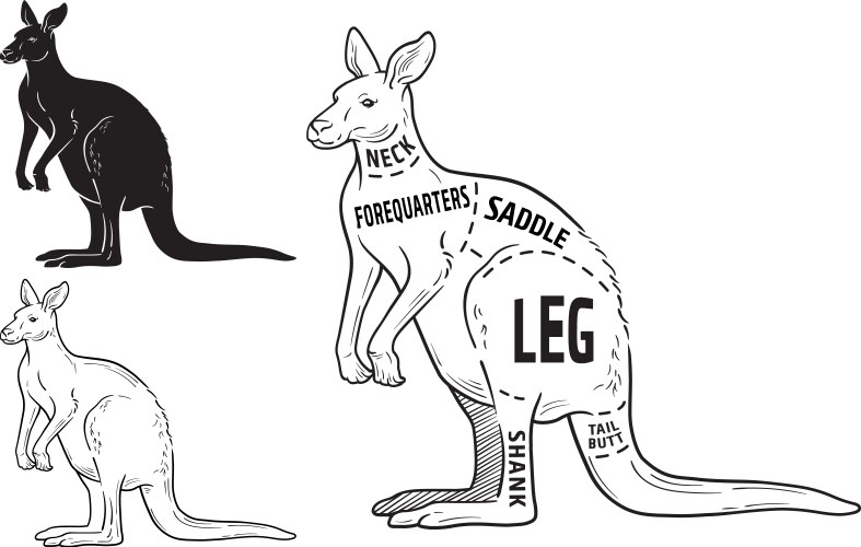 Cut of kangaroo set poster butcher diagram vector image