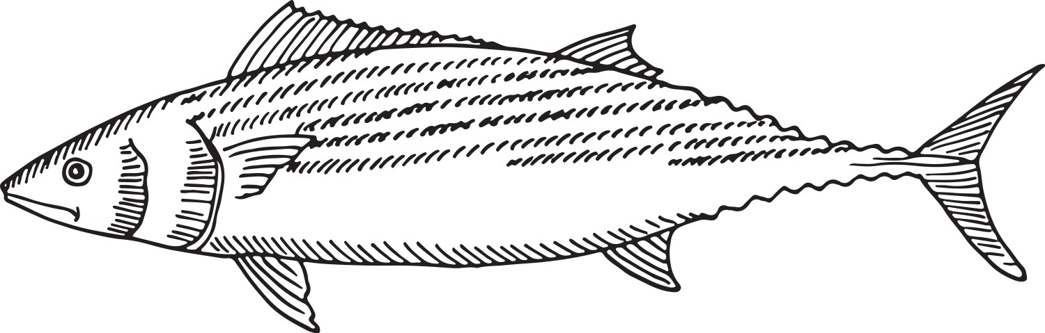 A fish is shown in black and white drawing vector image