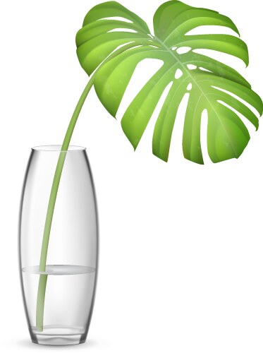 Leaf of monstera in vase vector image