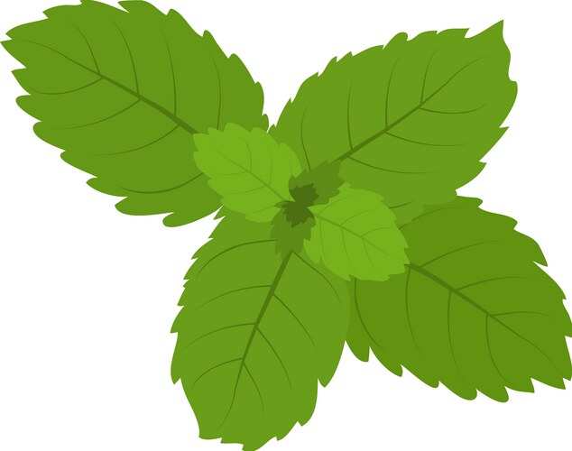 Mint leaf icon isometric realistic bright vector image