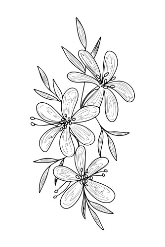 Peony bouquet graphic line art sketch for tattoo vector image