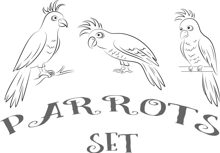 parrots contours vector image