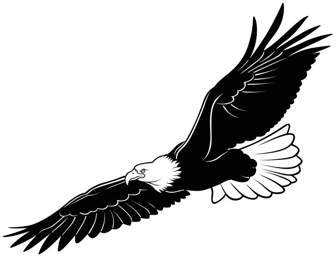 Flying bald eagle vector image