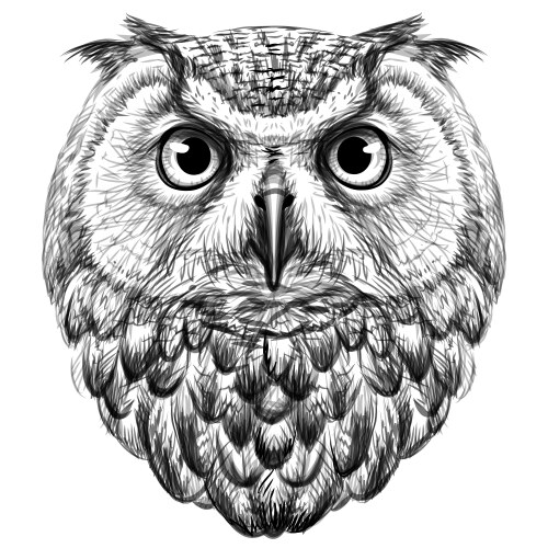 owl sketch drawn graphic portrait vector image