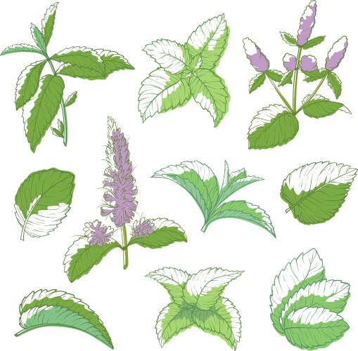 Mint leaf hand drawn set vector image