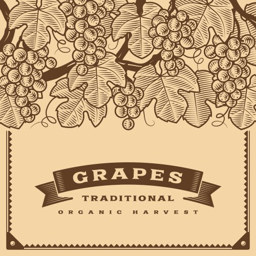 retro grapes harvest card brown vector image