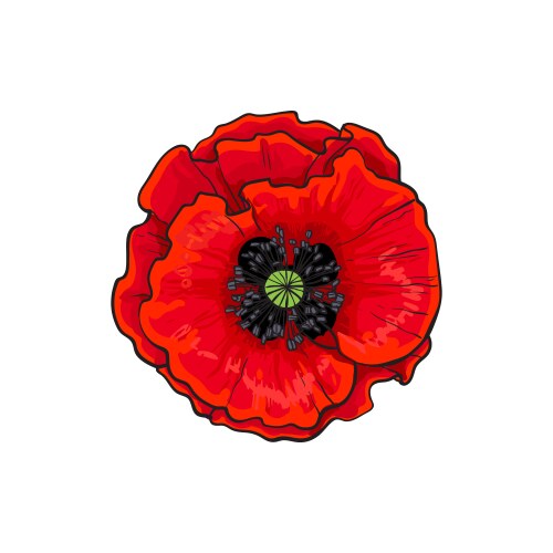 Red poppy flower blossom blooming closeup vector image