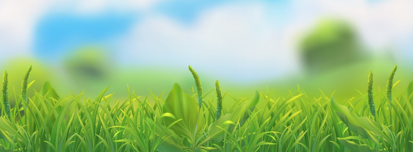 Spring landscape green grass vector image