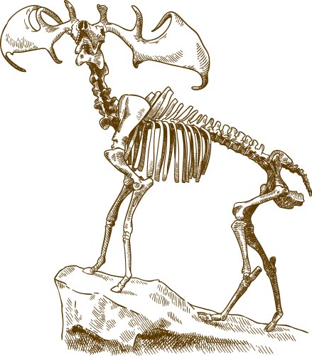 Engraving of megaloceros deer skeleton vector image