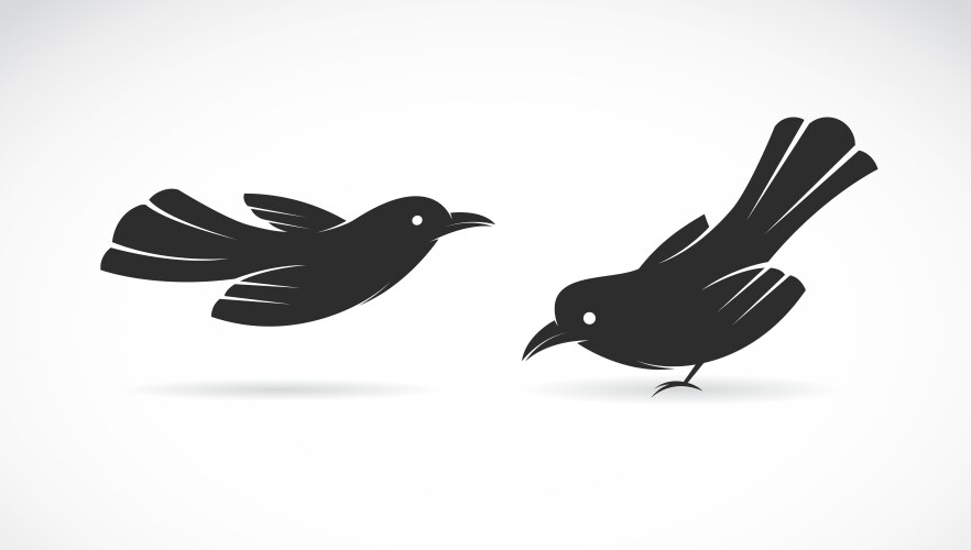 Bird vector image