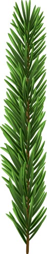 green christmas fir branch vector image