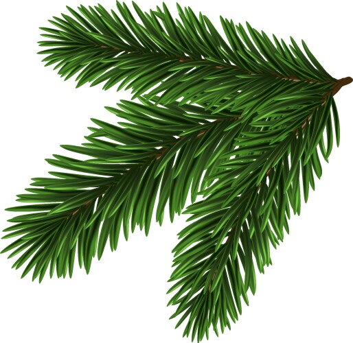 Green christmas fir branch vector image