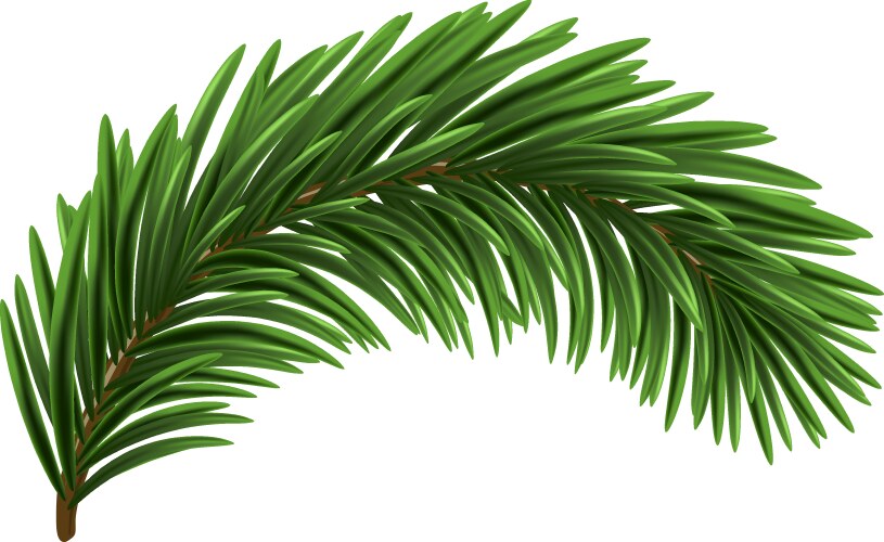 Green christmas fir branch vector image