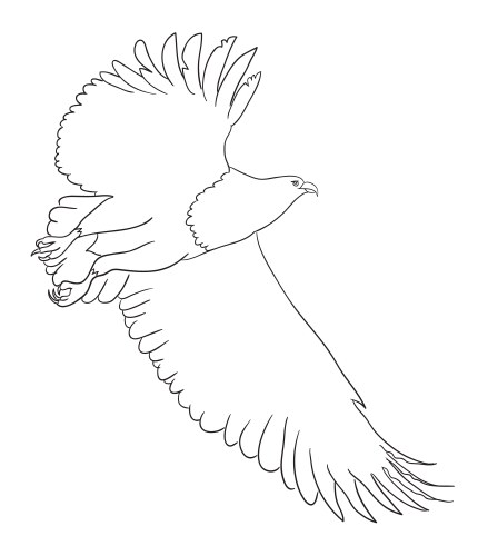 eagle line art 03 vector image