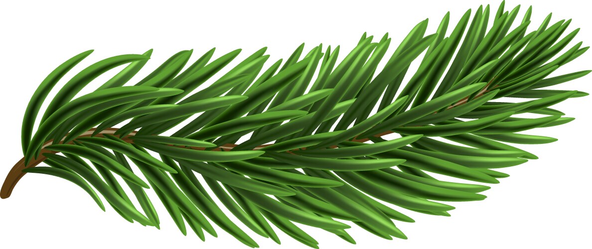 Green christmas fir branch vector image