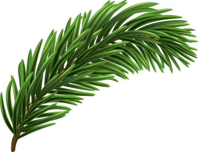 green christmas fir branch vector image