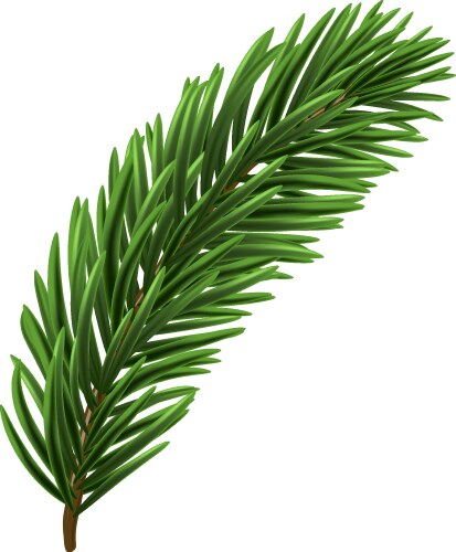 Green christmas fir branch vector image