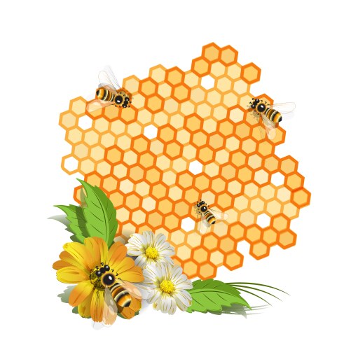 Bees and honeycomb vector image