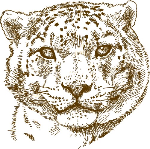 Engraving of snow leopard head vector image