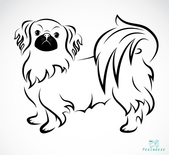 Dog pekingese vector image