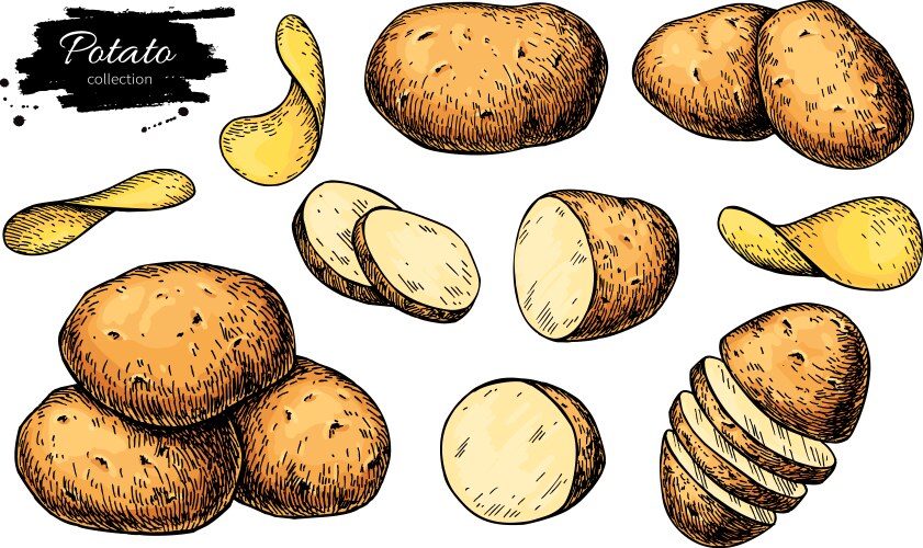 Potato drawing set isolated potatoes heap vector image