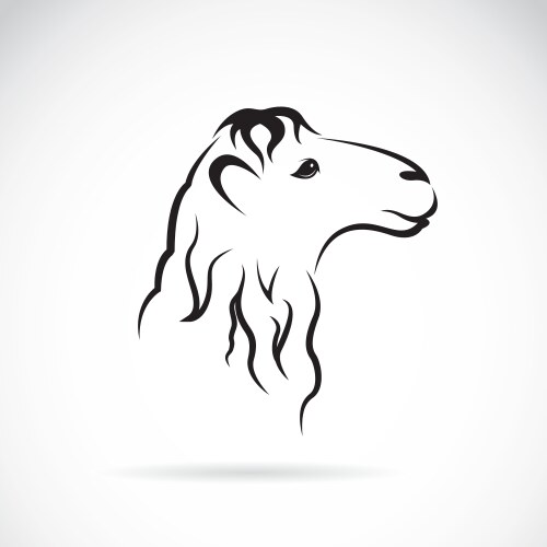 Camel vector image